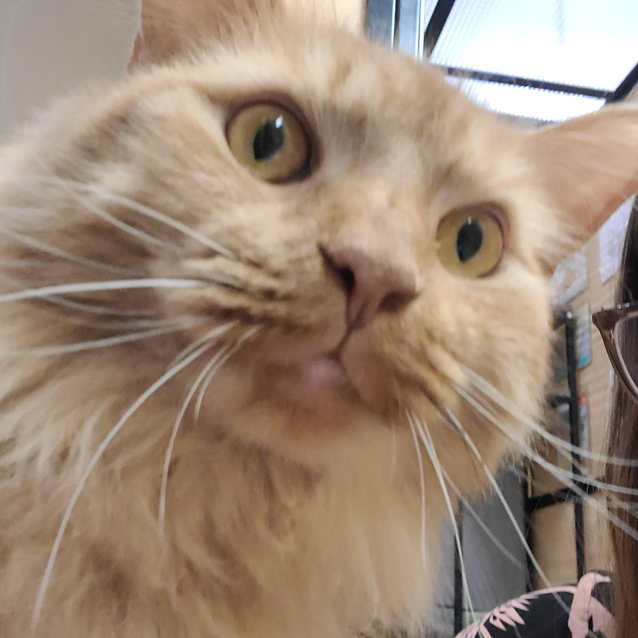 Enlarge Hamlet, an adopted Domestic Long Hair in Gerrardstown, WV image 4/6