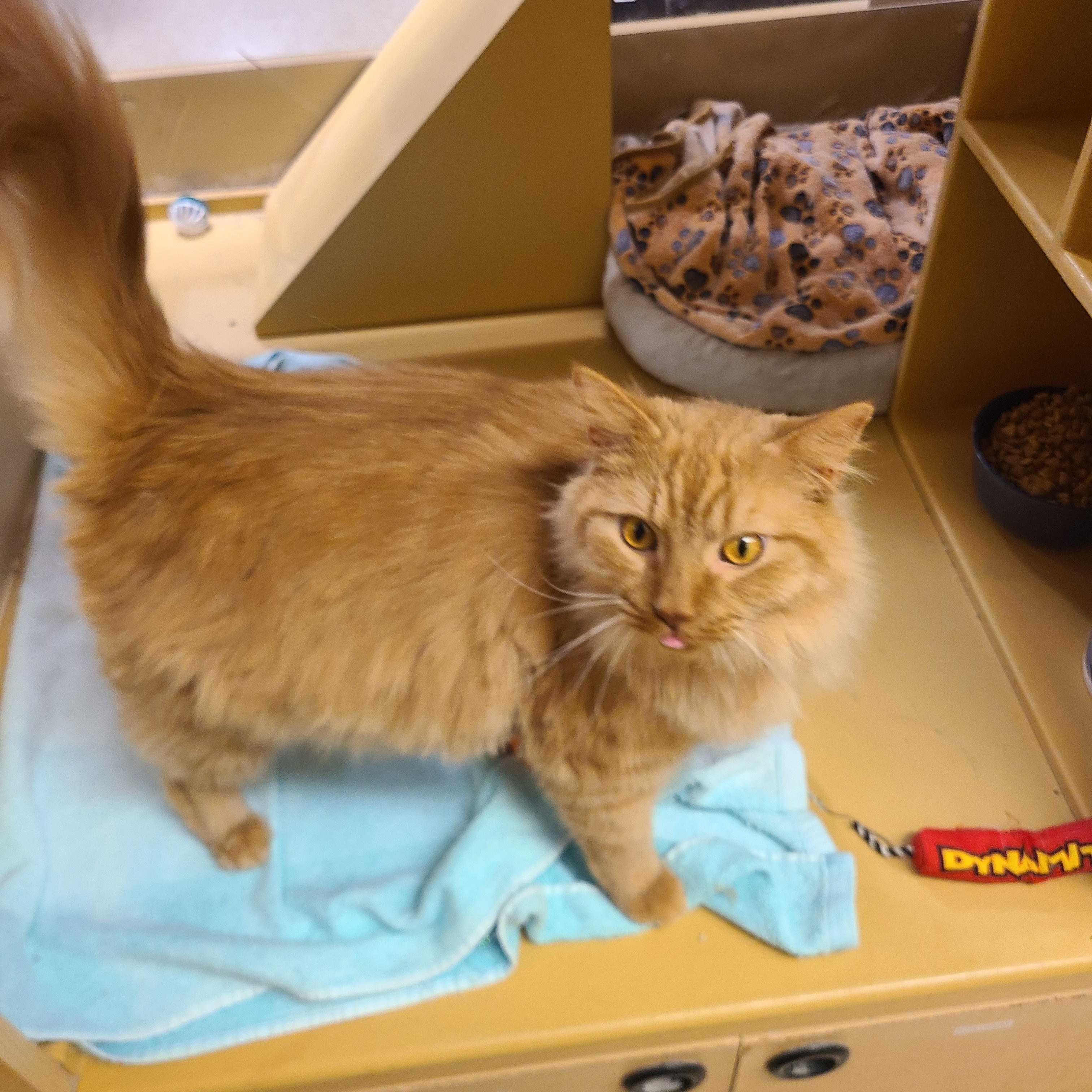 Enlarge Hamlet, an adopted Domestic Long Hair in Gerrardstown, WV image 6/6