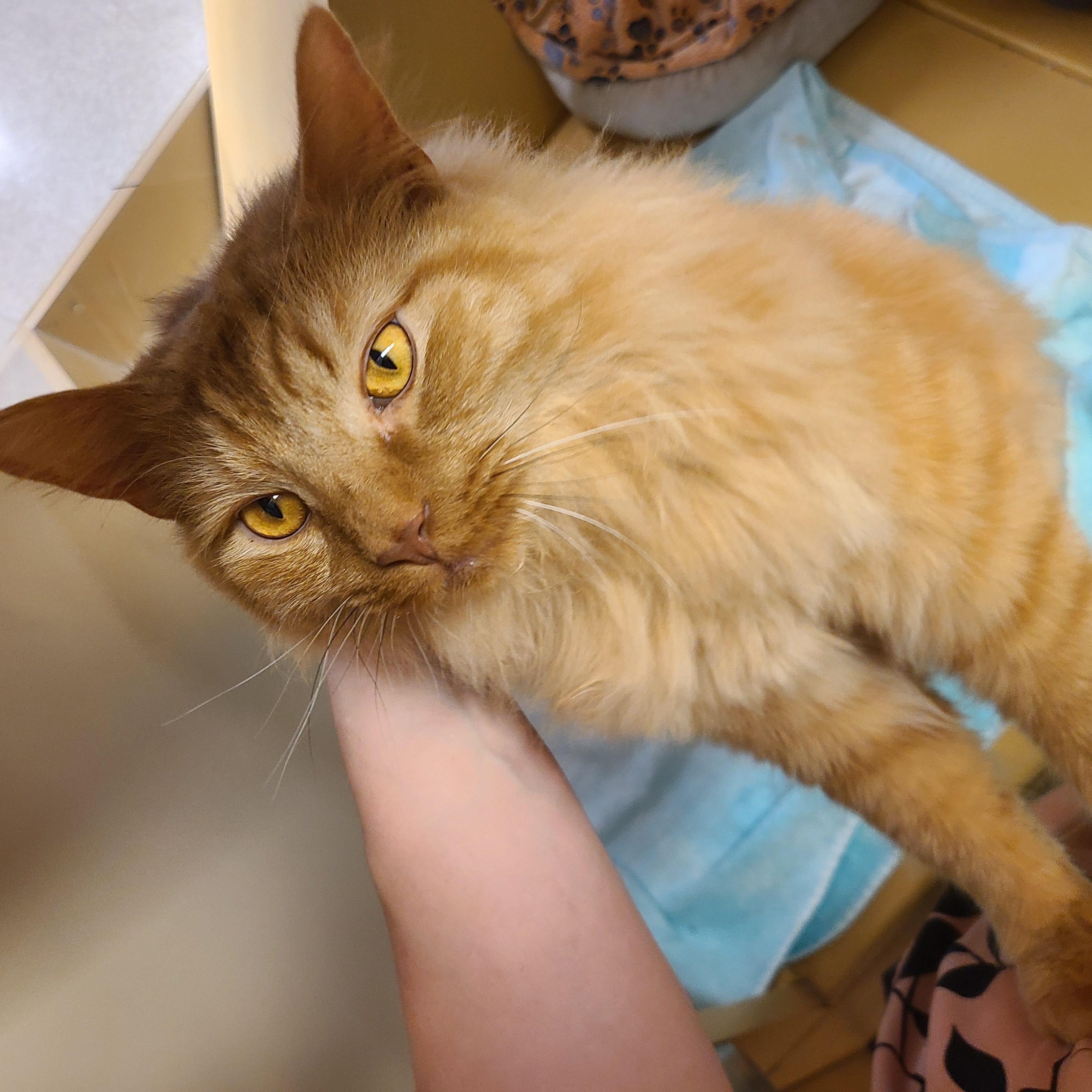 Enlarge Hamlet, an adopted Domestic Long Hair in Gerrardstown, WV image 3/6