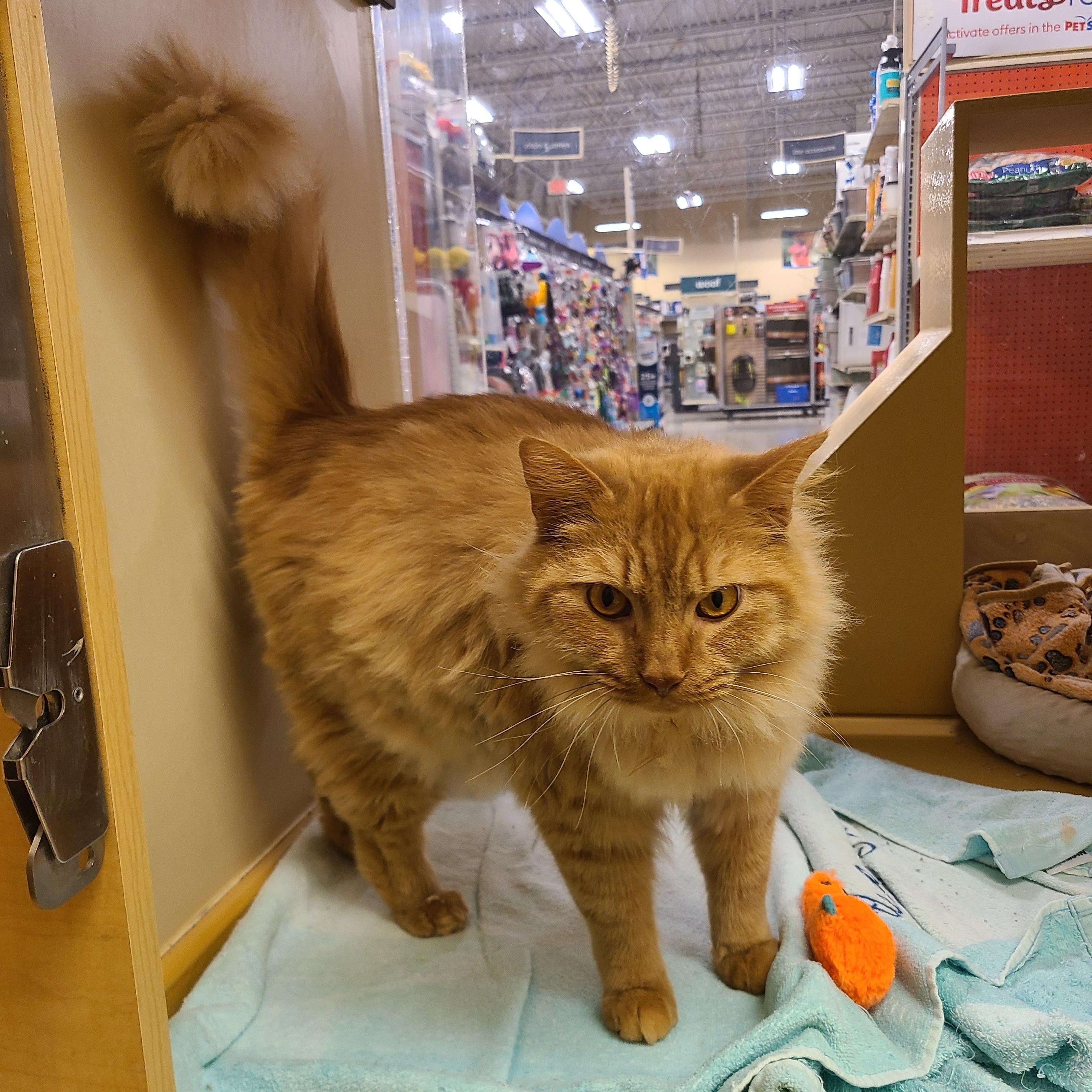 Enlarge Hamlet, an adopted Domestic Long Hair in Gerrardstown, WV image 2/6