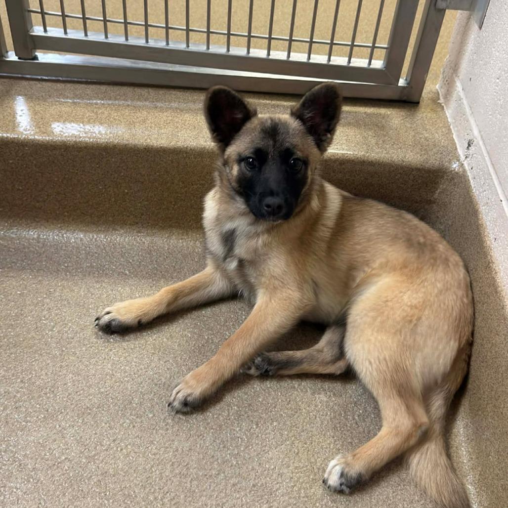 Dara, Adoptable, Puppy Female Terrier.