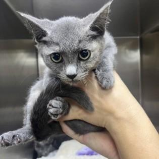 Rose, Adopted, Kitten Female Domestic Short Hair.