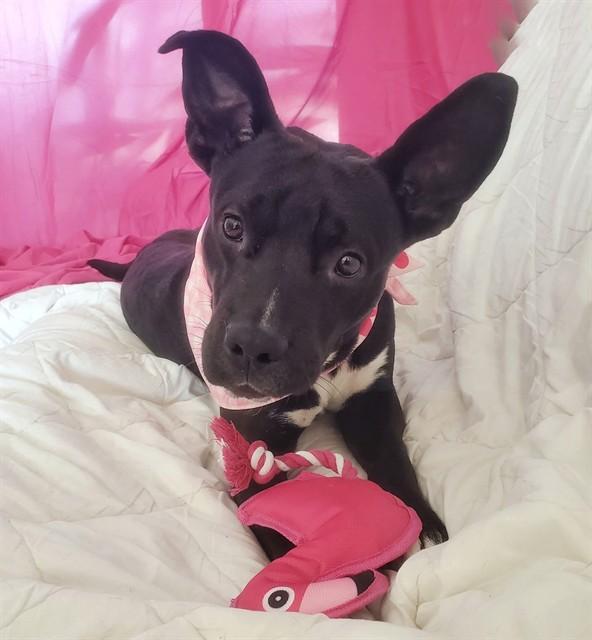 BEAKER, Adoptable, Adult Male Pit Bull Terrier.