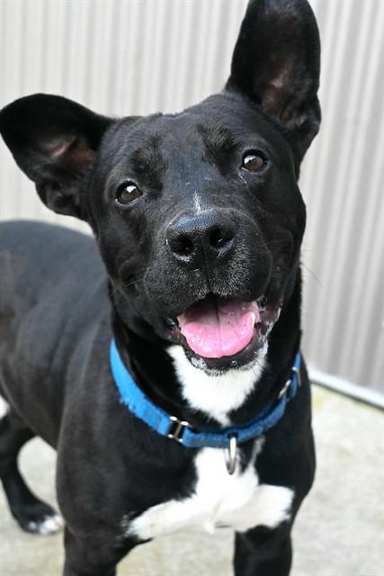 Enlarge BEAKER, a Adoptable Pit Bull Terrier in Sacramento, CA image 2/2
