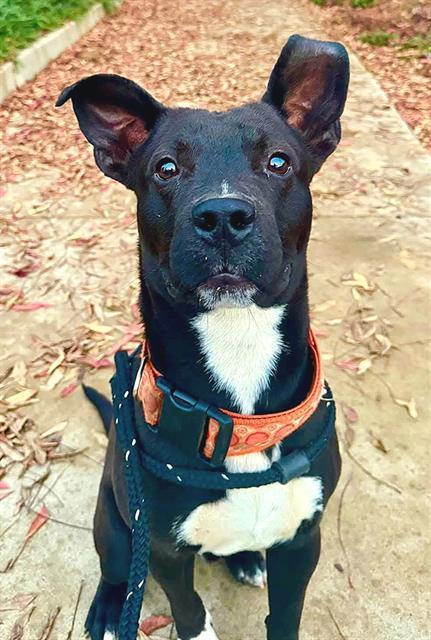 BEAKER, Adoptable, Adult Male Pit Bull Terrier.