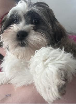 #248 Gunner, Adoptable, Puppy Male Havanese.
