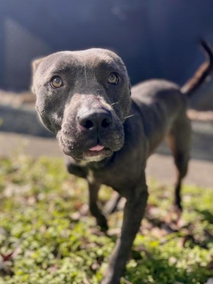 Smoke, Adoptable, Adult Male Pit Bull Terrier & Mixed Breed.