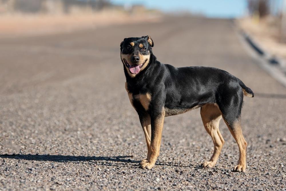 Raven, Adoptable, Young Female Rottweiler & Mixed Breed.