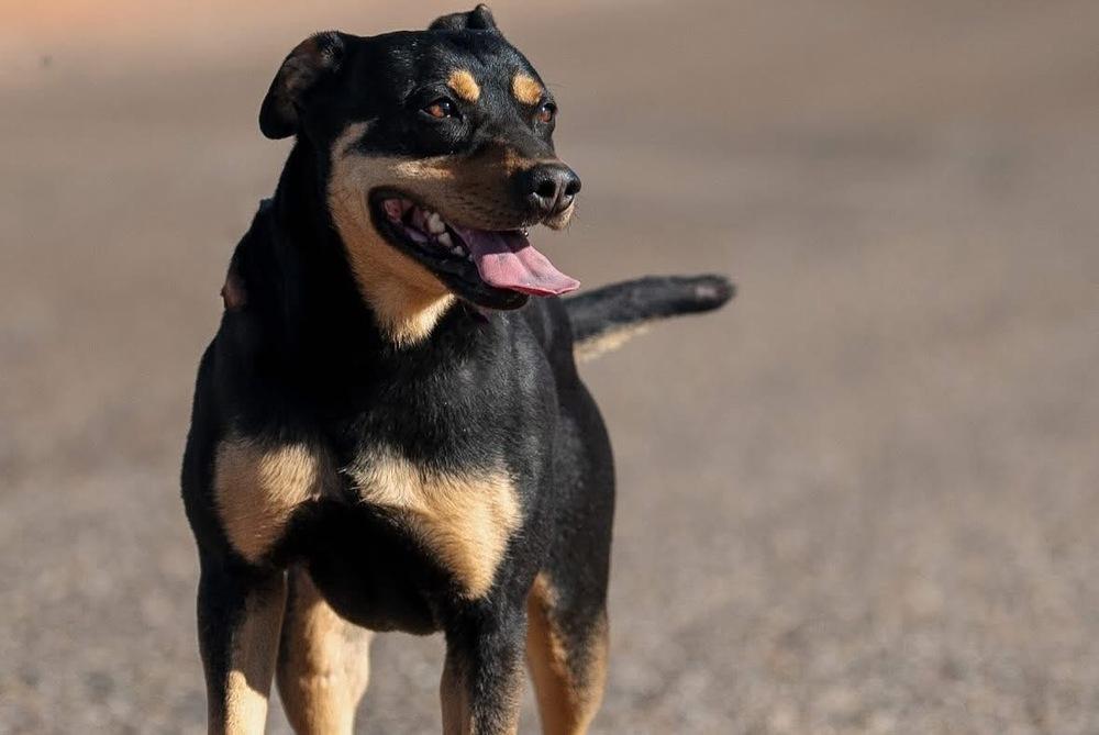 Enlarge Raven, a Adoptable mixed breed in Page, AZ image 2/3