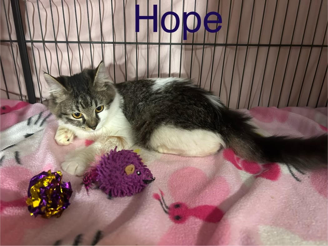 Cat for adoption Hope, a Domestic Long Hair in Herculaneum, MO