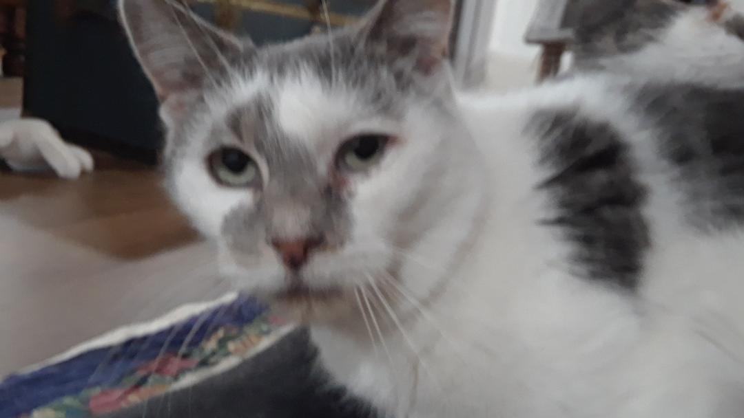 Venus, a Adoptable Domestic Short Hair in Millerton, PA image 1/10