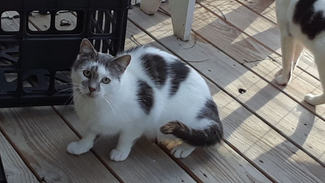 Venus, a Adoptable Domestic Short Hair in Millerton, PA image 2/10