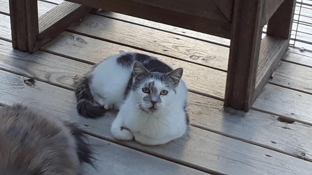 Venus, a Adoptable Domestic Short Hair in Millerton, PA image 3/10