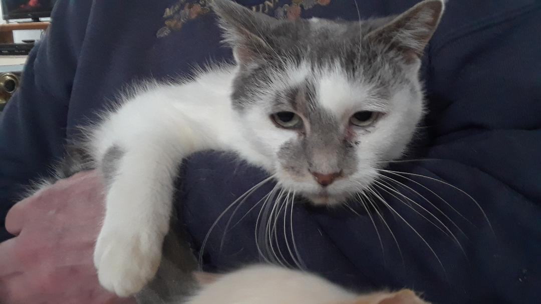 Venus, a Adoptable Domestic Short Hair in Millerton, PA image 4/10