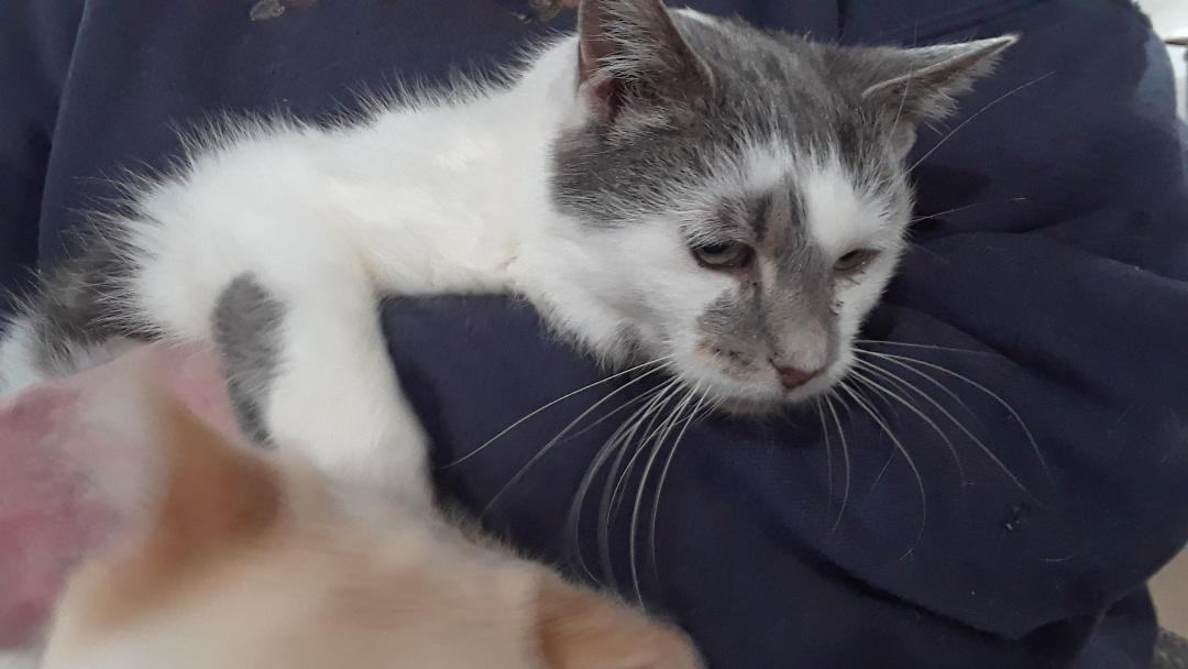 Venus, a Adoptable Domestic Short Hair in Millerton, PA image 5/10