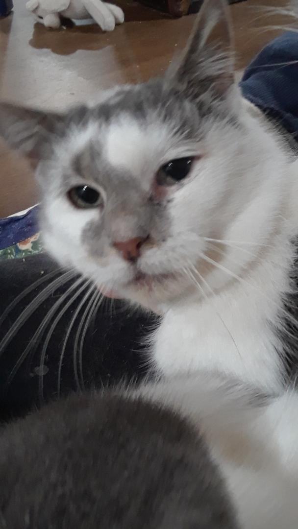 Venus, a Adoptable Domestic Short Hair in Millerton, PA image 6/10