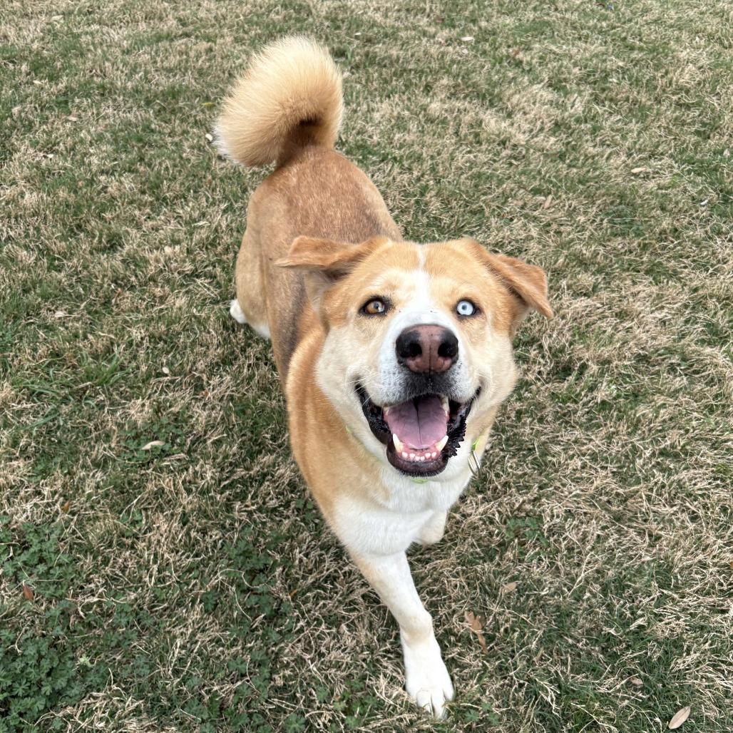 Curly, Adoptable, Adult Male Labrador Retriever & Husky.