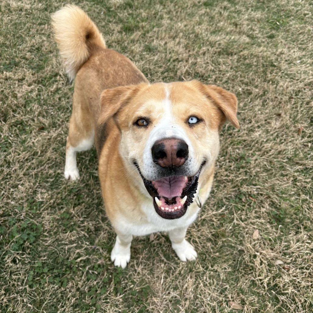 Enlarge Curly, a Adoptable mixed breed in Beaumont, TX image 2/6