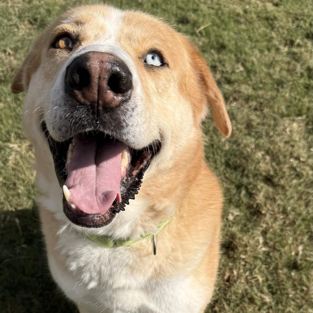 Enlarge Curly, a Adoptable mixed breed in Beaumont, TX image 3/6