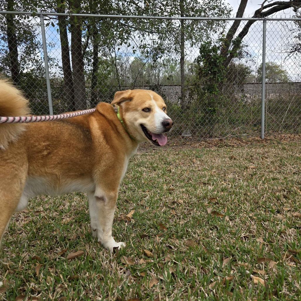 Enlarge Curly, a Adoptable mixed breed in Beaumont, TX image 4/6