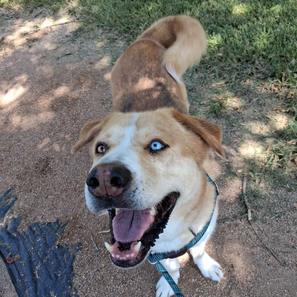 Enlarge Curly, a Adoptable mixed breed in Beaumont, TX image 4/6