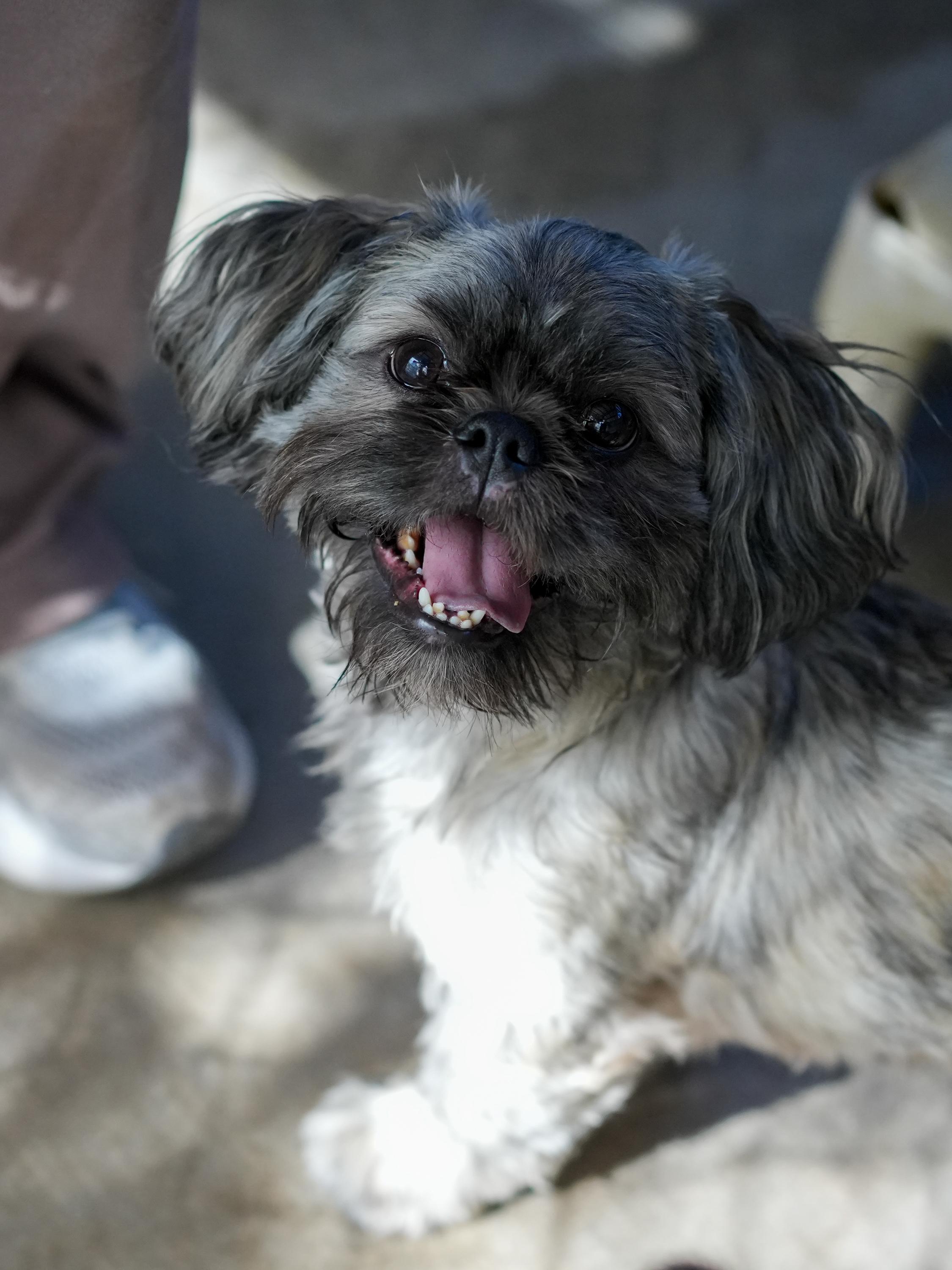 GUNNER, an adoptable mixed breed in Fresno, CA image 4/6