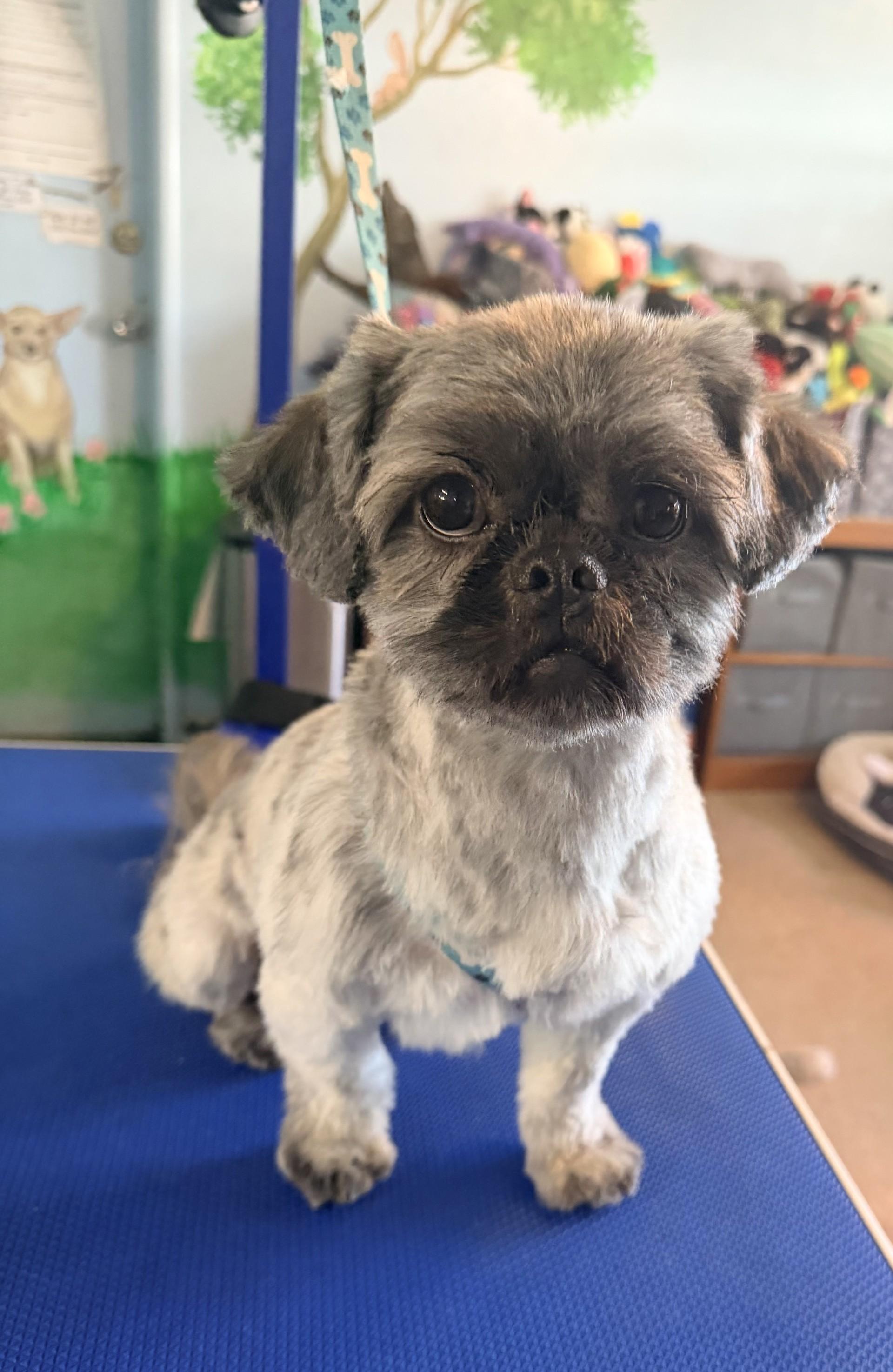 GUNNER, adoptable, Adult Male Shih Tzu.