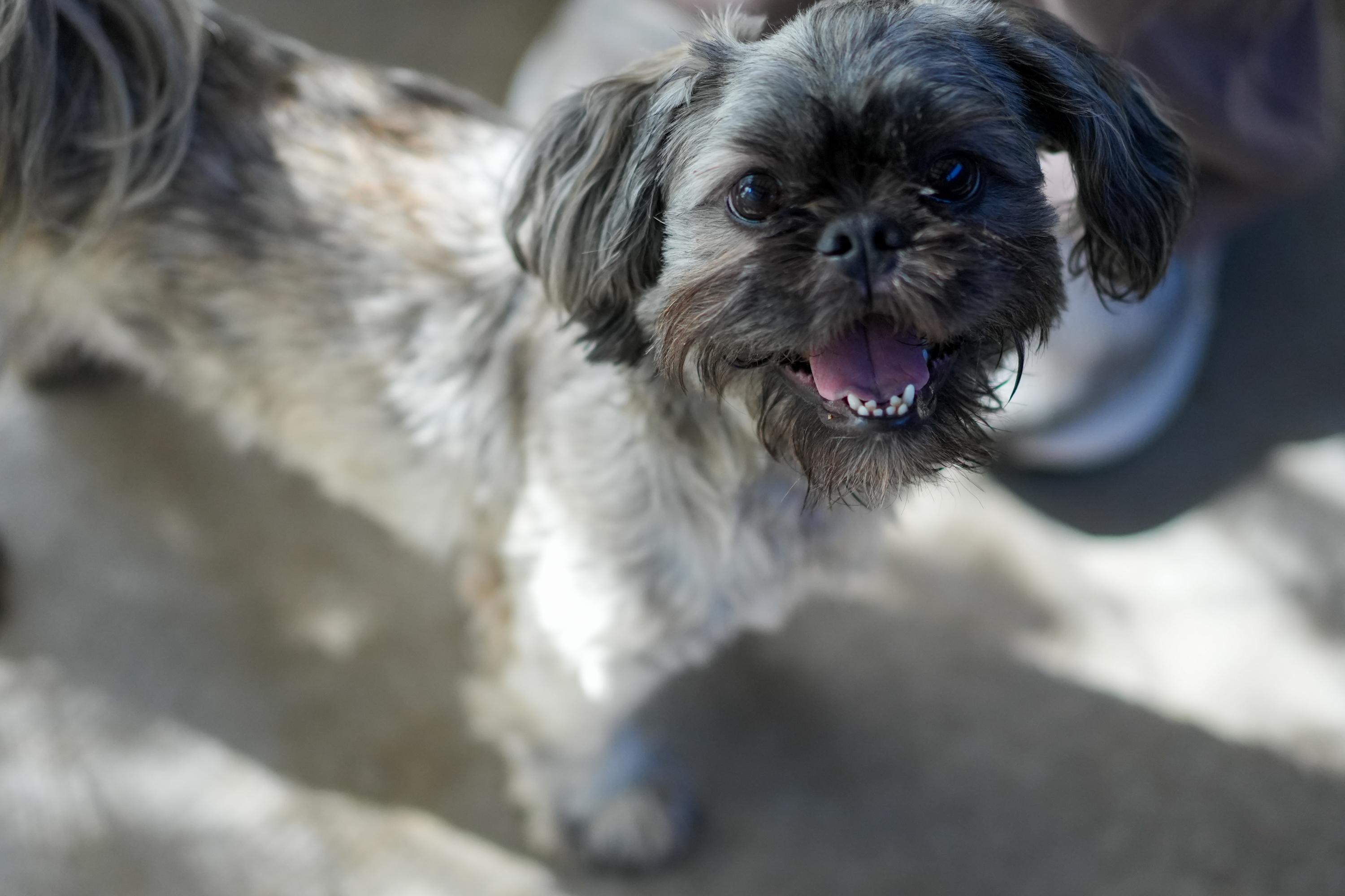 GUNNER, an adoptable mixed breed in Fresno, CA image 3/6