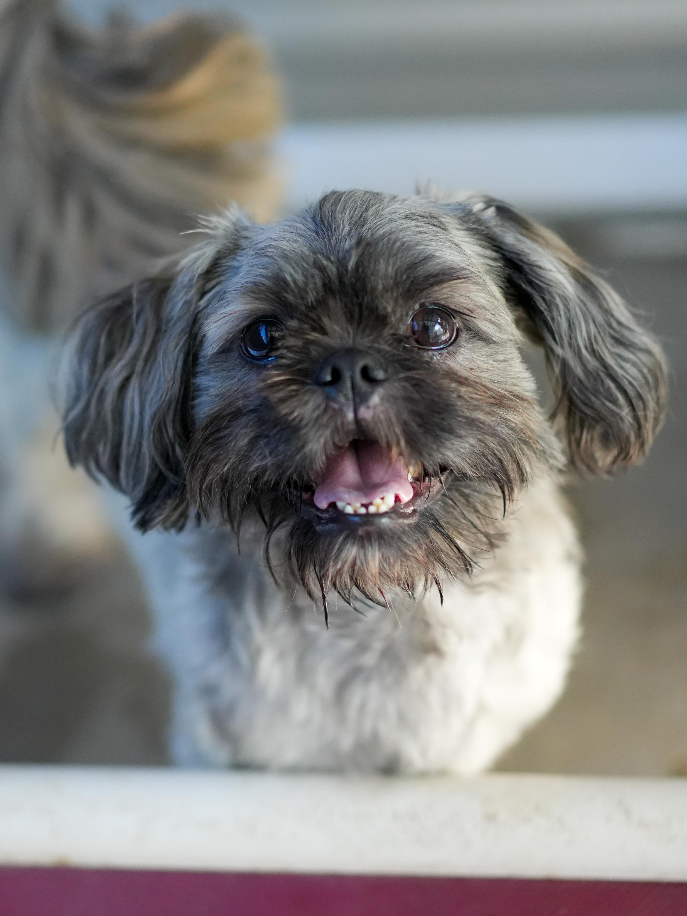 GUNNER, an adoptable mixed breed in Fresno, CA image 2/6