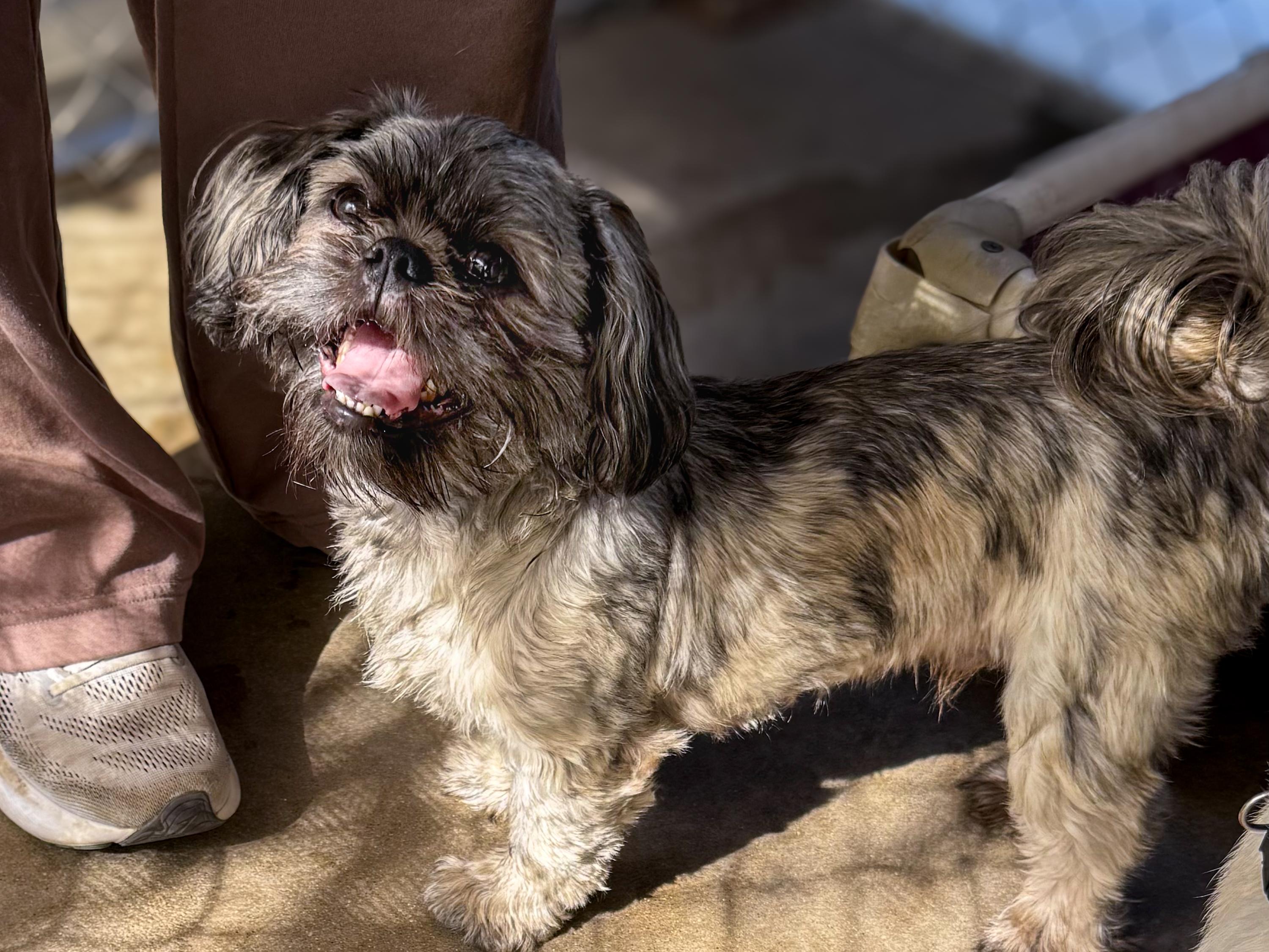 GUNNER, an adoptable mixed breed in Fresno, CA image 5/6