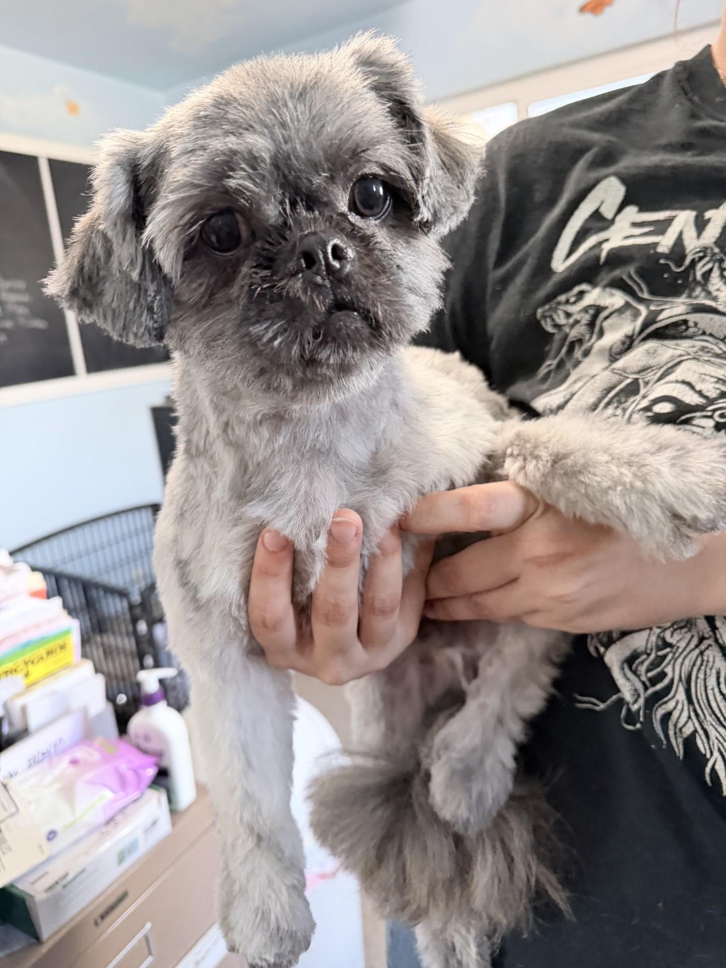 GUNNER, an adoptable mixed breed in Fresno, CA image 6/6
