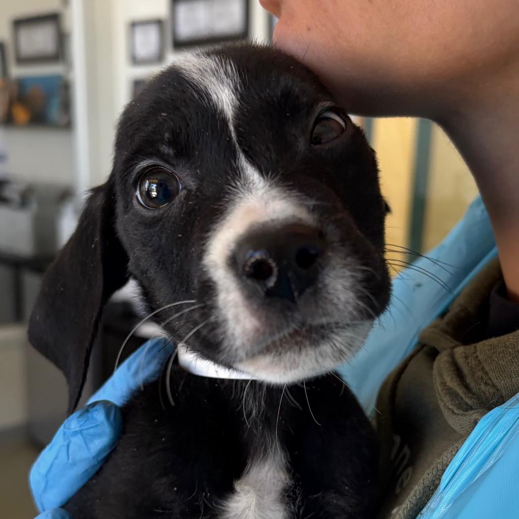 Enlarge Harlowe, a Adoptable mixed breed in Nashville, TN image 1/1