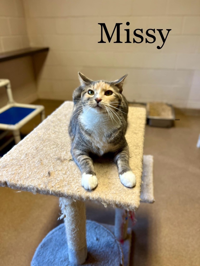 Missy, a Adoptable Calico in Springfield, OH image 1/2