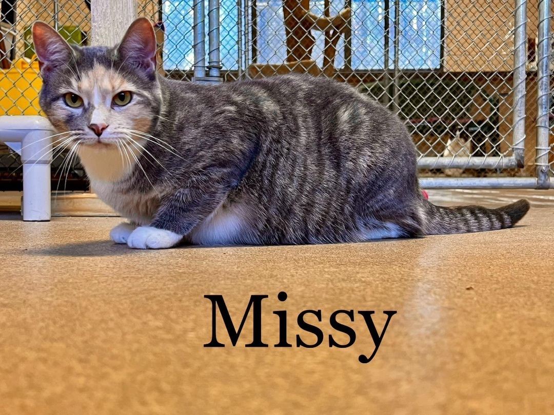 Missy, Adult Female unknown