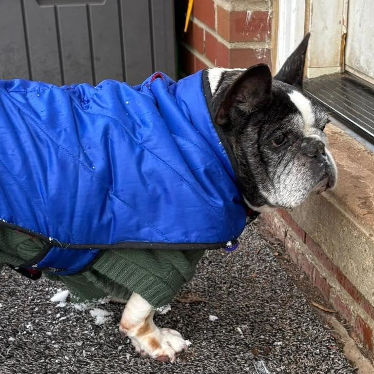 Enlarge Rocco, an adoptable French Bulldog in Rockville, MD image 3/6