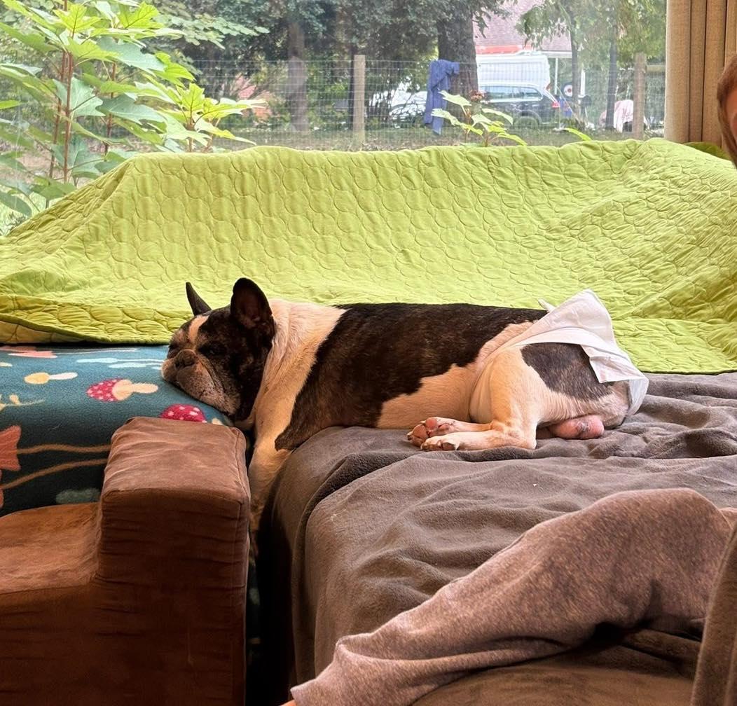 Rocco, adoptable, Senior Male French Bulldog.