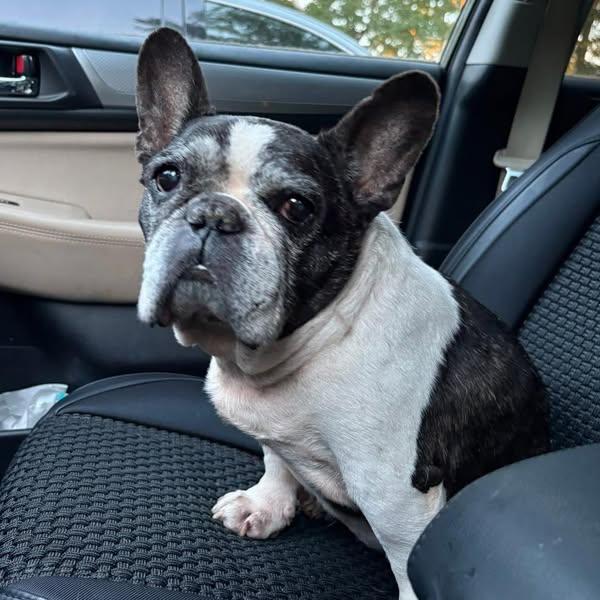 Rocco, an adoptable French Bulldog in Rockville, MD image 2/6