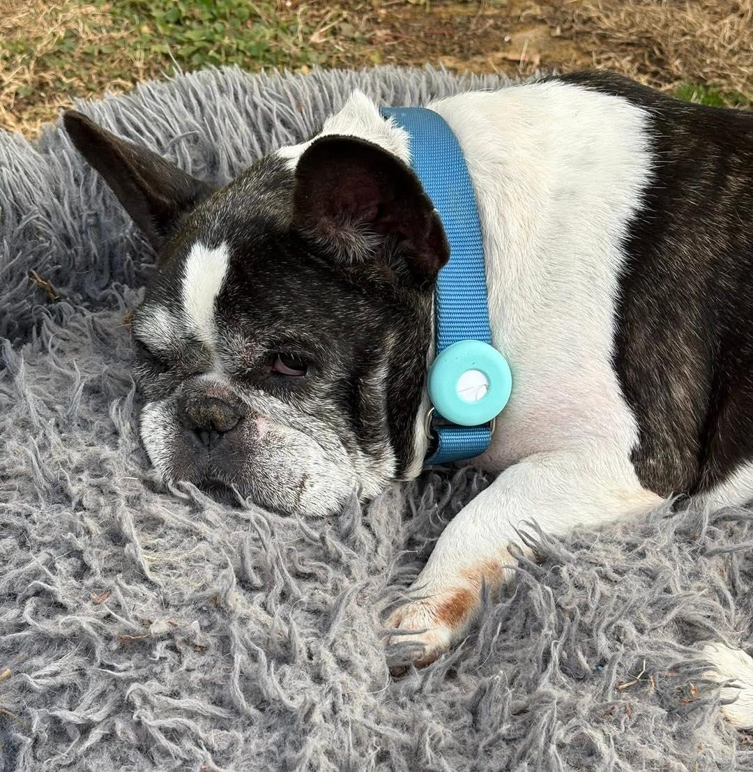 Enlarge Rocco, an adoptable French Bulldog in Rockville, MD image 4/6