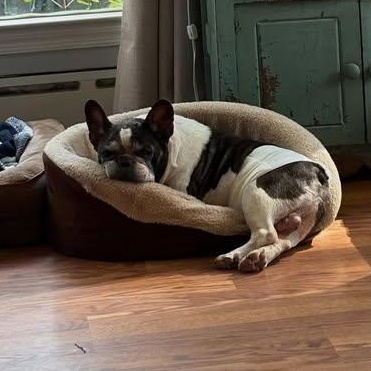 Rocco, an adoptable French Bulldog in Rockville, MD image 4/6