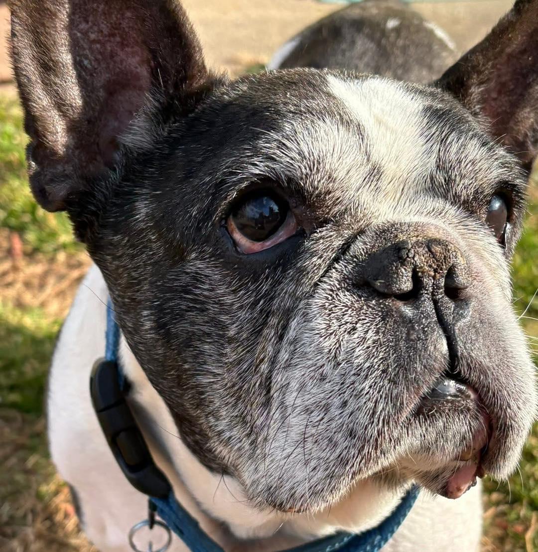 Enlarge Rocco, an adoptable French Bulldog in Rockville, MD image 1/6