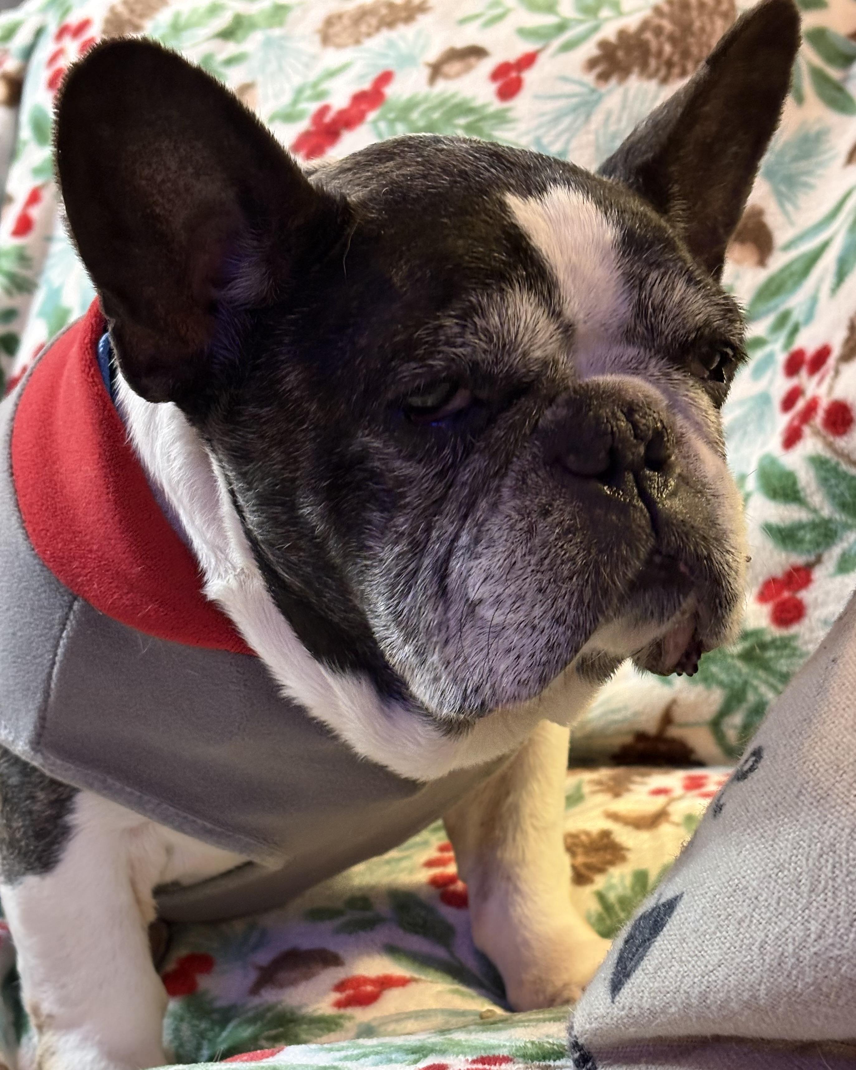 Rocco, an adoptable French Bulldog in Rockville, MD image 3/6