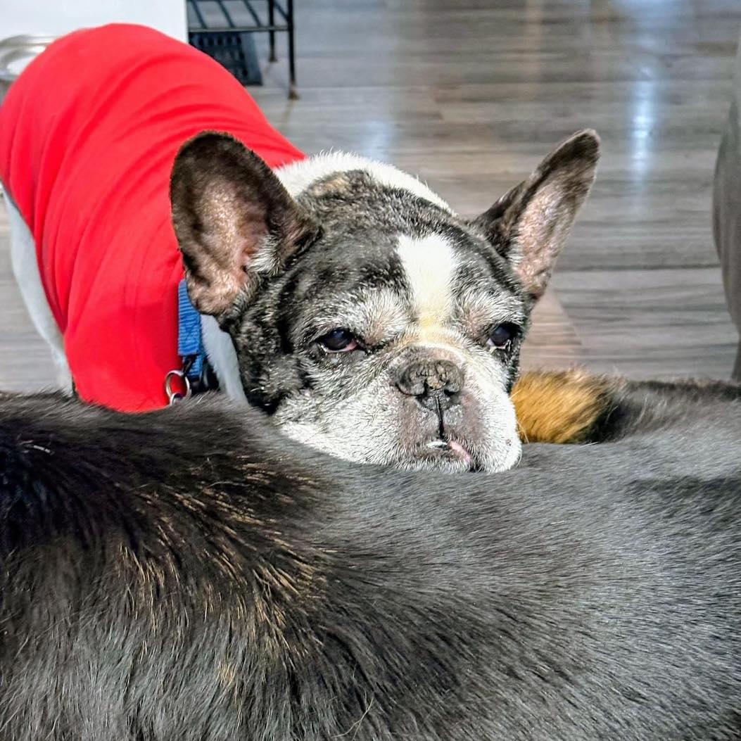 Rocco, adoptable, Senior Male French Bulldog.
