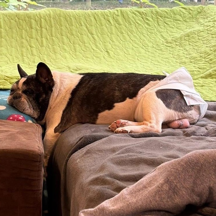 Enlarge Rocco, an adoptable French Bulldog in Rockville, MD image 6/6