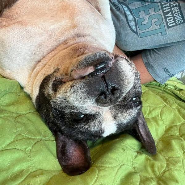 Rocco, an adoptable French Bulldog in Rockville, MD image 3/6