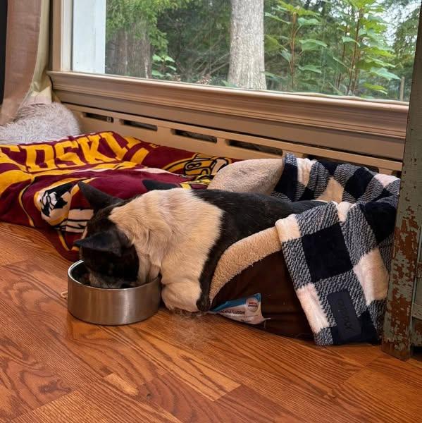 Rocco, an adoptable French Bulldog in Rockville, MD image 5/6