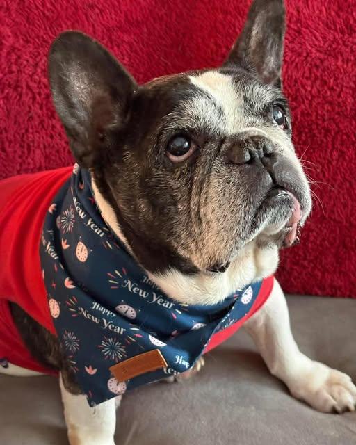 Enlarge Rocco, an adoptable French Bulldog in Rockville, MD image 2/6