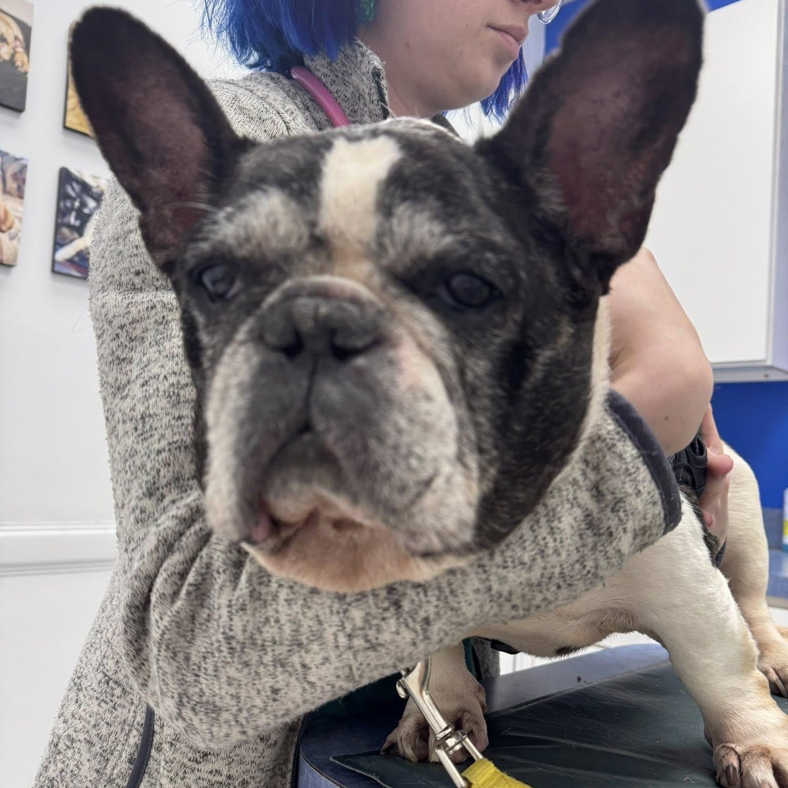 Rocco, an adoptable French Bulldog in Rockville, MD image 6/6