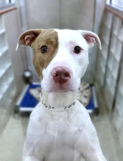 Ferb, Adoptable, Adult Male Terrier & Mixed Breed.