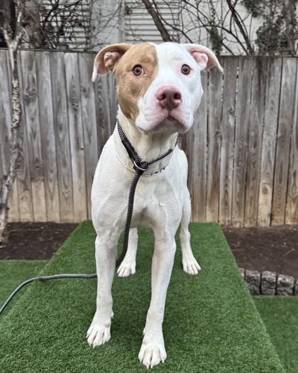 Ferb, a Adoptable mixed breed in Washington, DC image 2/3