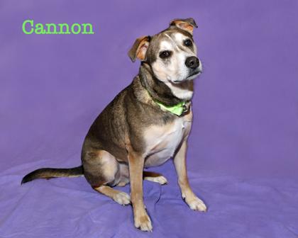 Enlarge Cannon, a Adoptable mixed breed in Parma, OH image 2/3